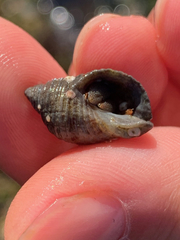 Nucella canaliculata