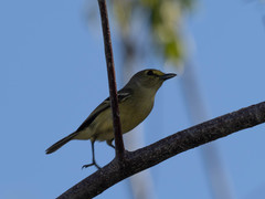 Vireo crassirostris