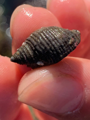 Nucella canaliculata