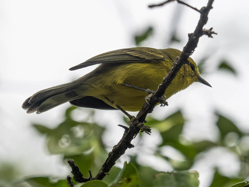 Vitelline Warbler (Setophaga vitellina), photo 10