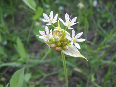 Allium canadense canadense