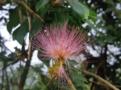 Calliandra angustifolia