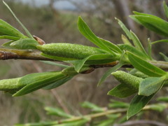 Salix fluviatilis