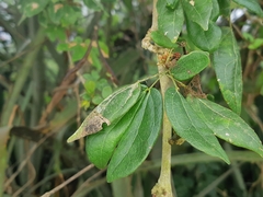 Calliandra angustifolia