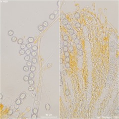 Ramsbottomia asperior