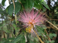 Calliandra angustifolia