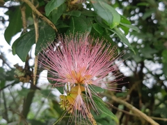 Calliandra angustifolia