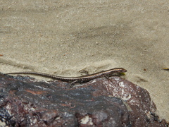 Cryptoblepharus litoralis