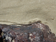 Cryptoblepharus litoralis