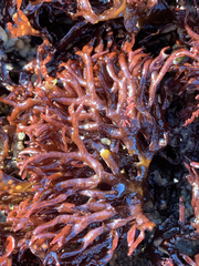 Mazzaella affinis