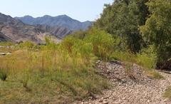 Gomphocarpus fruticosus fruticosus