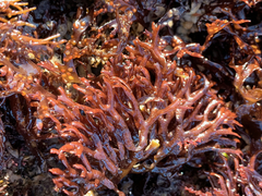 Mazzaella affinis