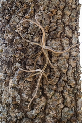 Tillandsia streptocarpa