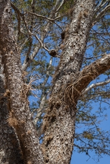 Tillandsia streptocarpa
