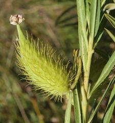 Gomphocarpus fruticosus fruticosus