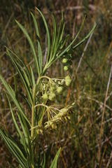 Gomphocarpus fruticosus fruticosus