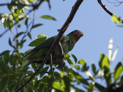 Amazona leucocephala