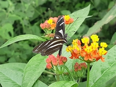 Heliconius peruvianus