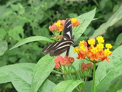 Heliconius peruvianus