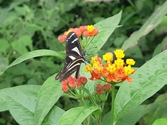 Heliconius peruvianus