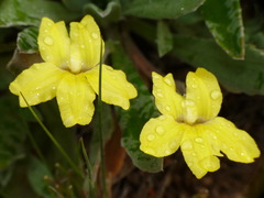 Goodenia berardiana