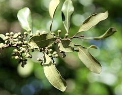 Euclea racemosa sinuata