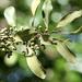 Euclea racemosa sinuata - Photo (c) Wynand Uys,  זכויות יוצרים חלקיות (CC BY), הועלה על ידי Wynand Uys