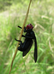 Bromophila caffra