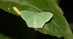 Cyclothea disjuncta