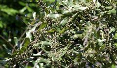 Euclea racemosa sinuata