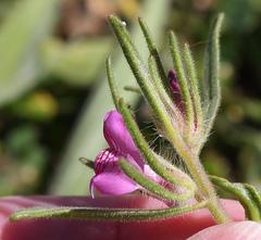 Misopates orontium orontium