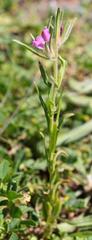 Misopates orontium orontium