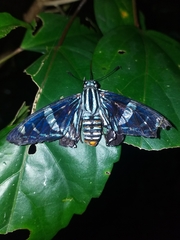 Jemadia hewitsonii