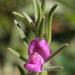Linearleaf Snapdragon - Photo (c) Marion Maclean, some rights reserved (CC BY-NC), uploaded by Marion Maclean