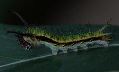 Pseudacraea lucretia expansa