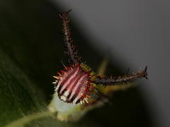 Pseudacraea lucretia expansa
