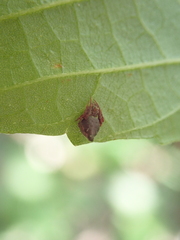 Eriovixia pseudocentrodes