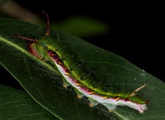 Pseudacraea lucretia expansa