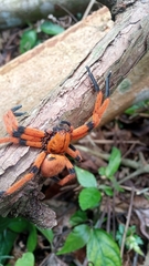 Olios simoni