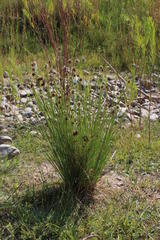 Afroscirpoides dioeca