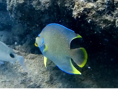 Holacanthus bermudensis