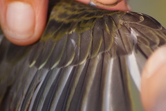 Piranga olivacea