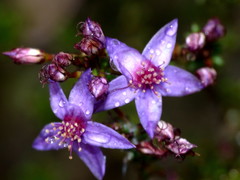 Calytrix breviseta