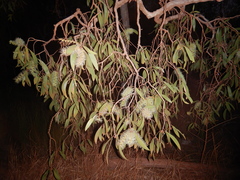 Melaleuca leucadendra