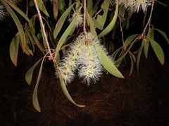 Melaleuca leucadendra