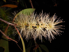 Melaleuca leucadendra