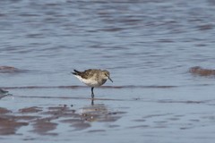 Calidris fuscicollis