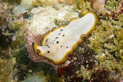 Pseudoceros nipponicus