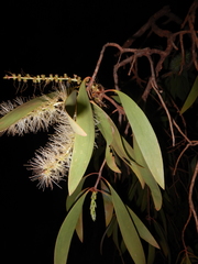 Melaleuca leucadendra