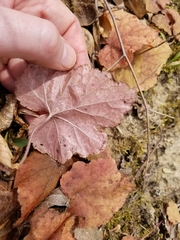 Tiarella stolonifera